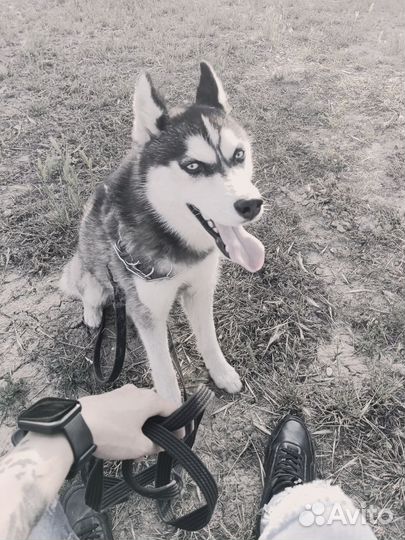 Сибирский хаски вязка