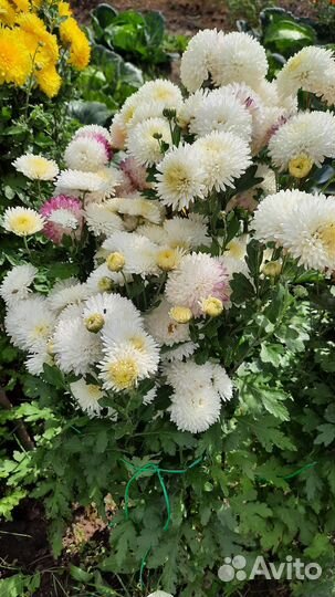 Хризантема