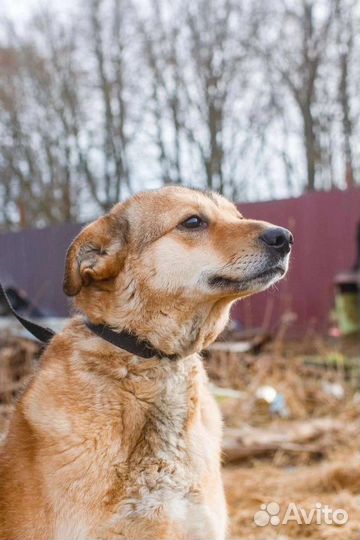 Собака для души