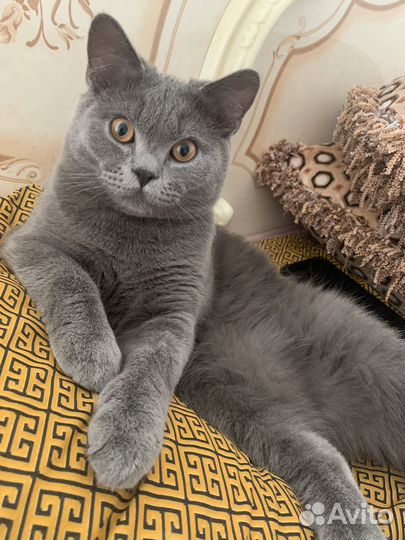 Шотландский кот вязка