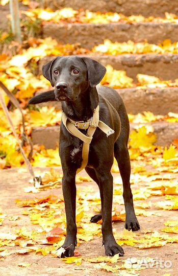 Кобель Рич в хорошую семью бесплатно