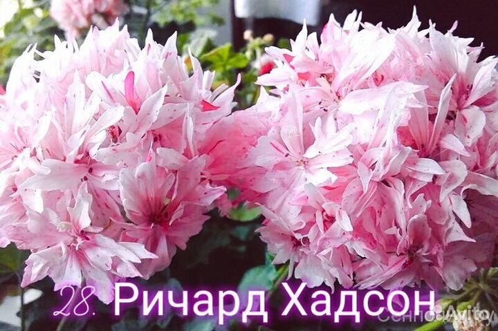 Герань пеларгония