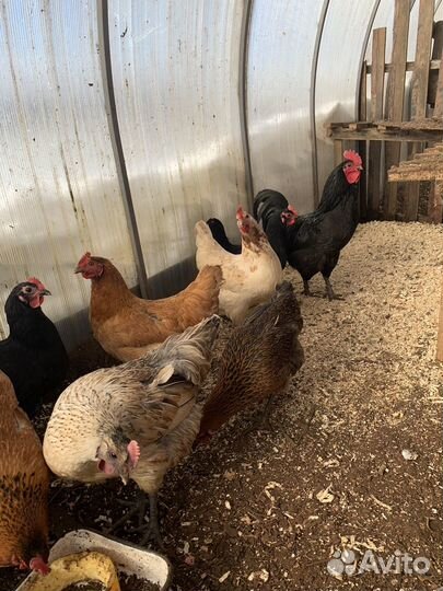 Яйца для инкубации