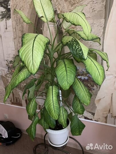 Диффенбахия