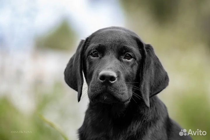 Щенки лабрадора