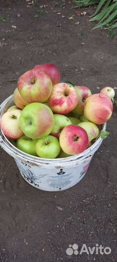 Яблоки из своего сада в черте города на Безымянке