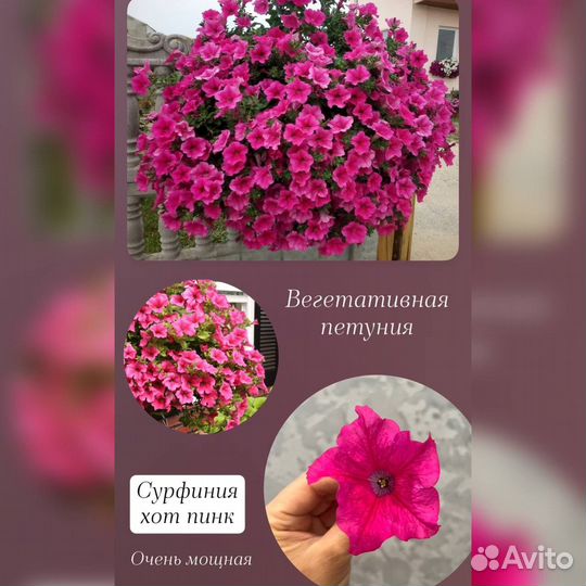 Петуния ампельная