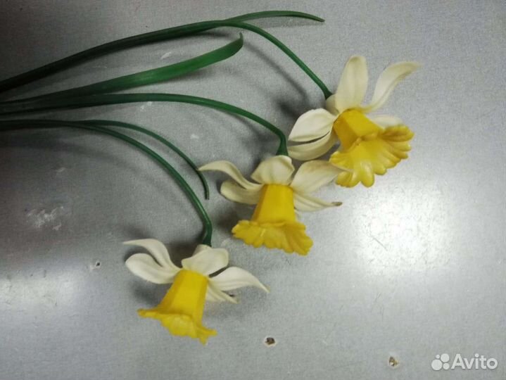 Цветы- нарцисы 1970г