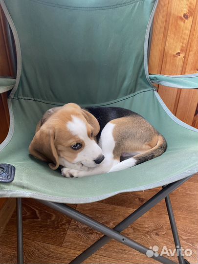 Щенок бигль