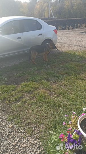 Немецкая овчарка(кто видел, позвоните)
