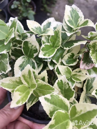 Бересклет Сильвер Квин саженцы