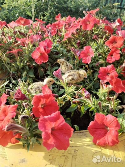 Продаю перепелят