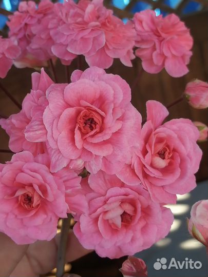 Пеларгонии сортовые