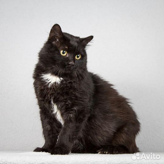 Котик Кузенька в добрые руки