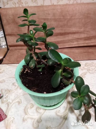 Крассула толстянка