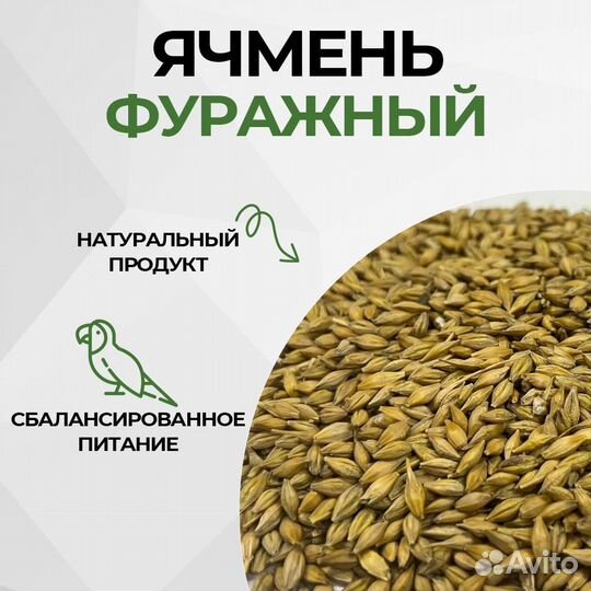Ячмень фуражный