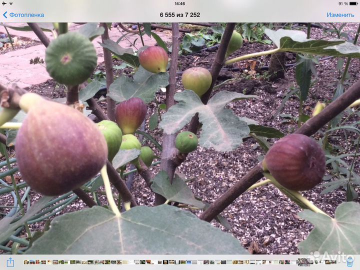 Инжир и маракуйя северная (съедобная), саженцы