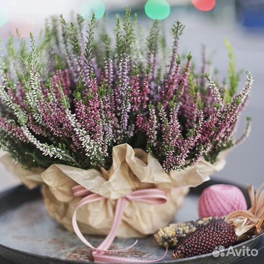 Вереск Каллуна для дома и офиса