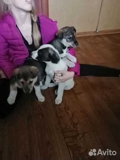 Отдам в добрые руки щенков