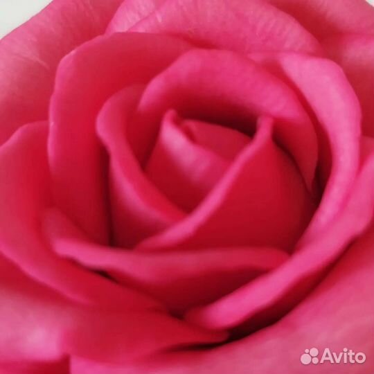 Шоколадные розы, на 1 сентября, сладкий подарок