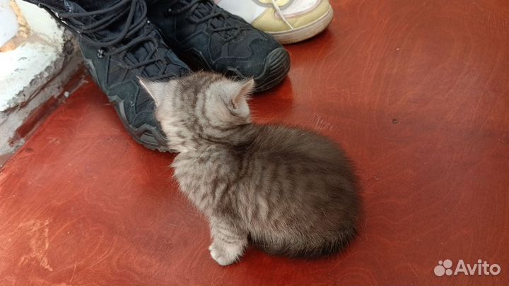 Британские котята