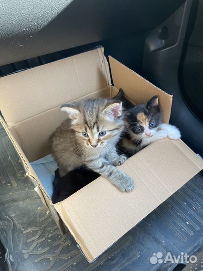 Котята в добрые руки
