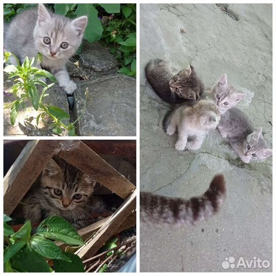 Кошка в дар бесплатно