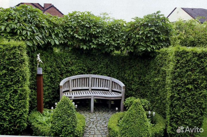 Девичий виноград.Быстрорастущая лиана