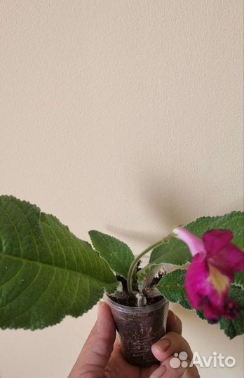 Стрептокарпус