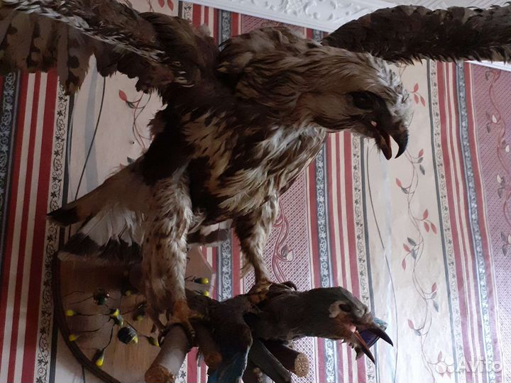 Чучело птиц