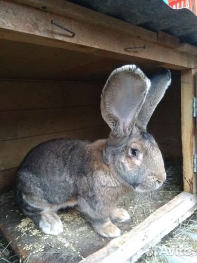 Рабочие самцы и молодняк