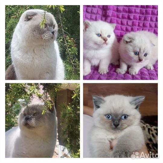 Котята чистокровные