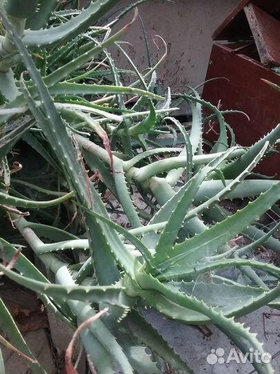 Алоэ лечебный