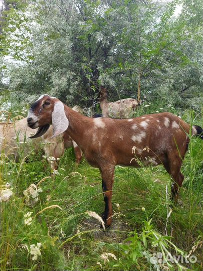 Козы и козёл нубийские