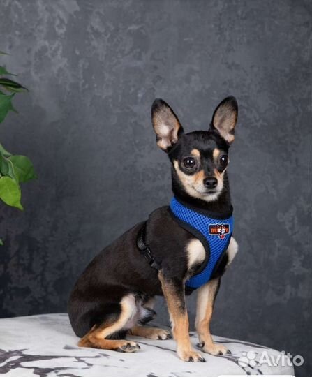 Шлейка анатомическая размер XS