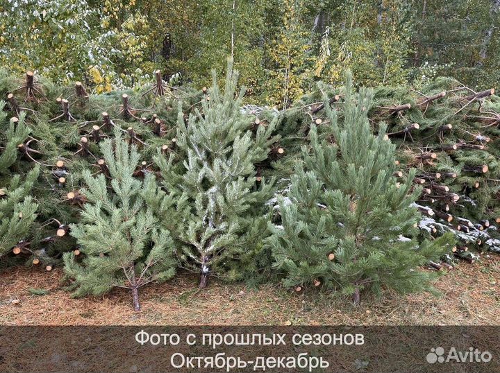 Елка сентябрьская рождественская опт