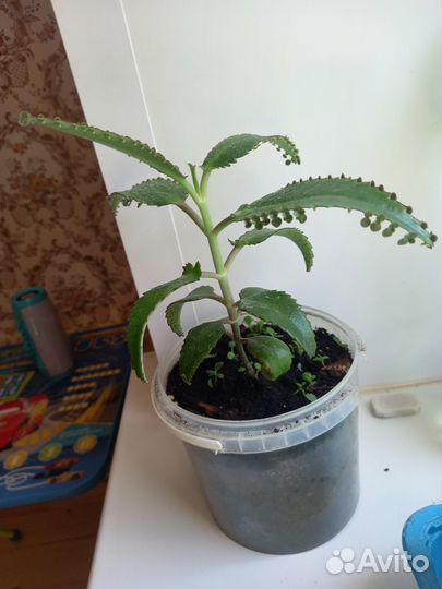 Каланхоэ дегремона чихалочка