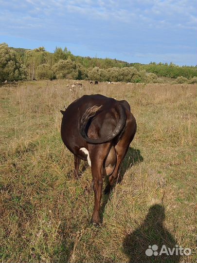 Корова дойная