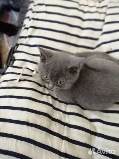 Шотландская кошка