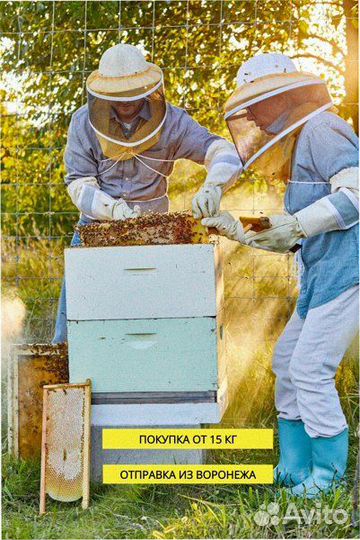 Мед оптом купить