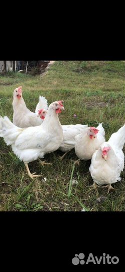 Куры молодки