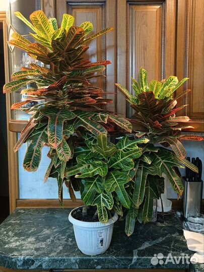 Кодиеум кротон