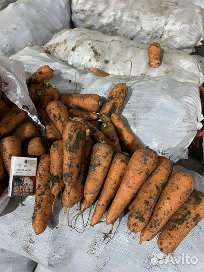 Морковь оптом