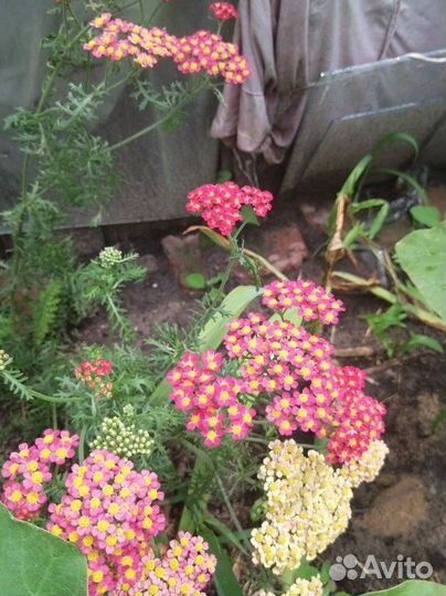 Тысячелистник red velvet многолетнее