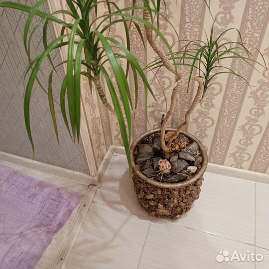 Пальма кордилина