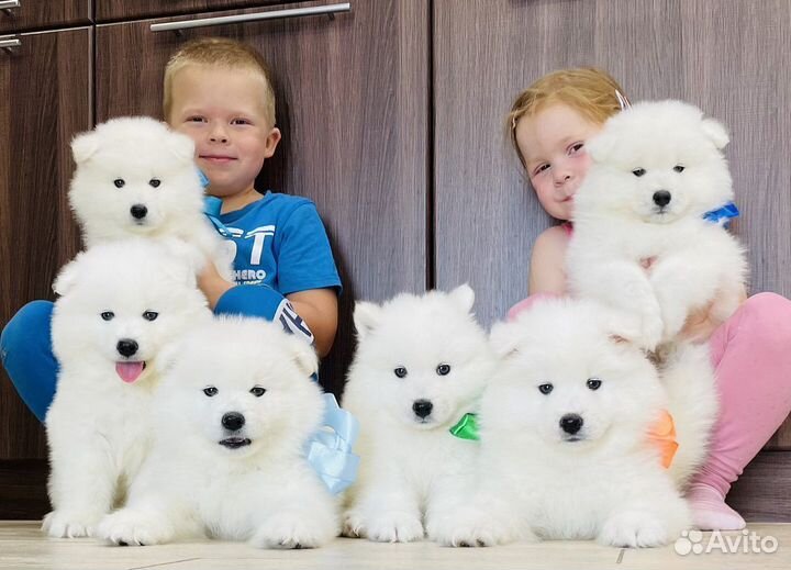 Белоснежные Самоеды Красавцы