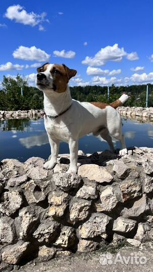 Вязка джек рассел терьер