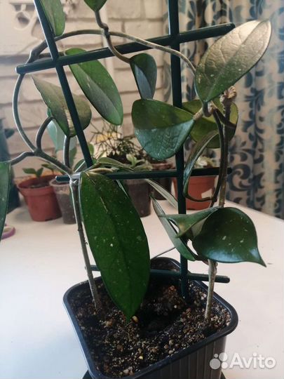 Хойя 3 вида)