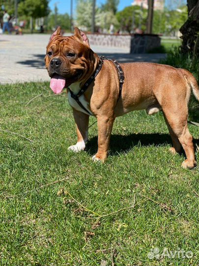 Американский булли покет щенки