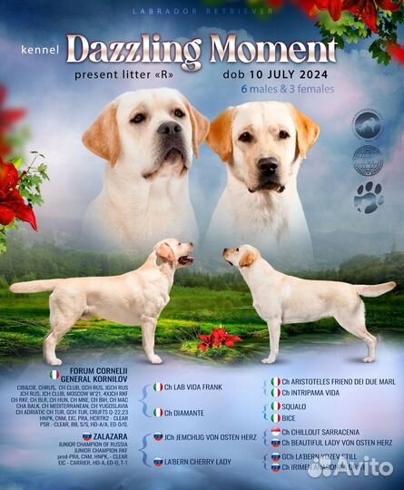 Щенки лабрадора палевые